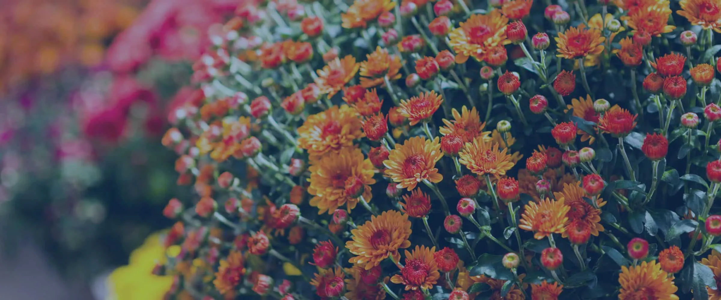 Mums blooming